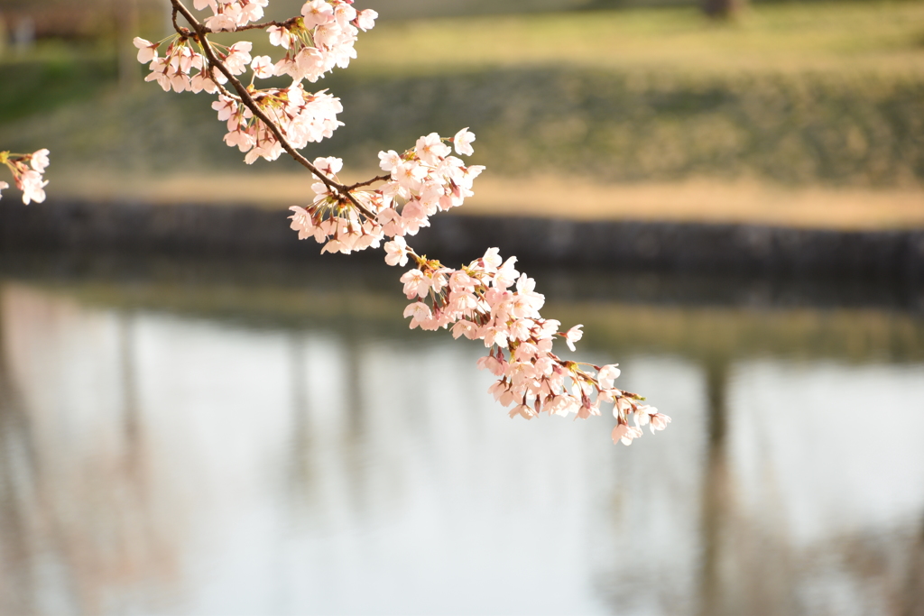 明け方の桜　鳥屋野4