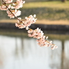 明け方の桜　鳥屋野4