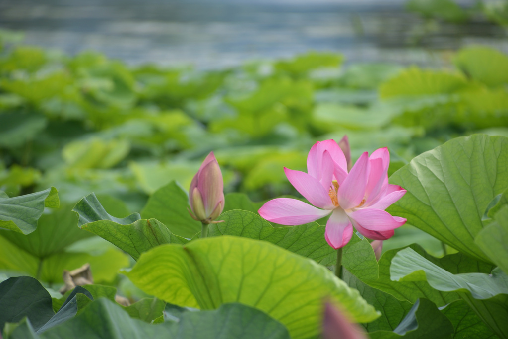 瓢湖の蓮