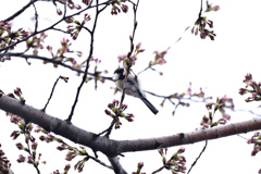 桜　待ちわびる四十雀
