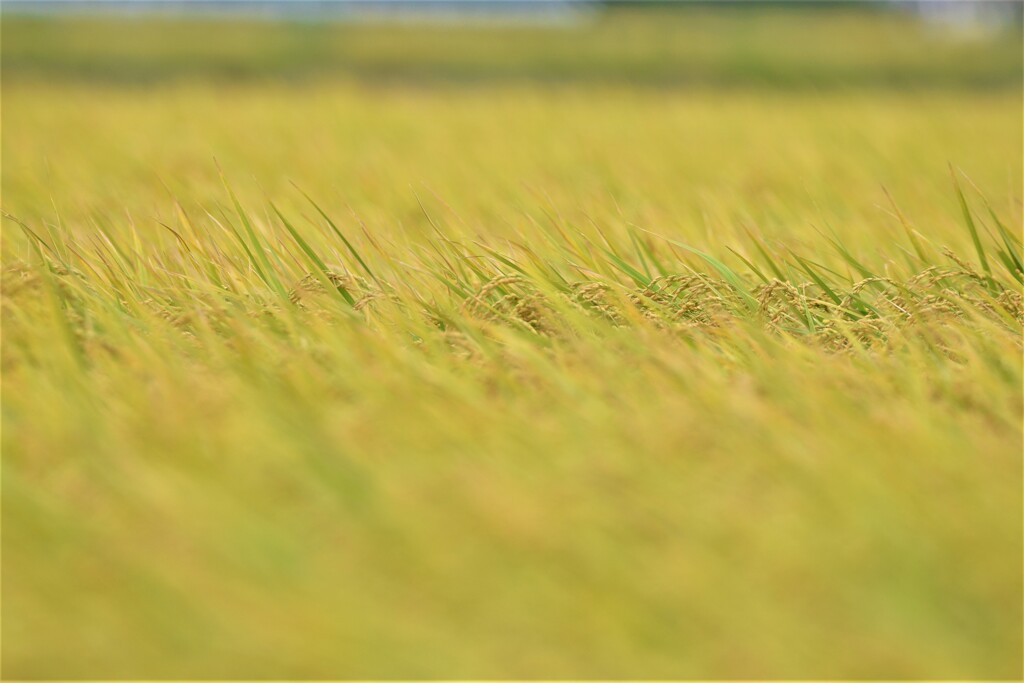 Harvest