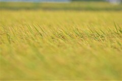 Harvest
