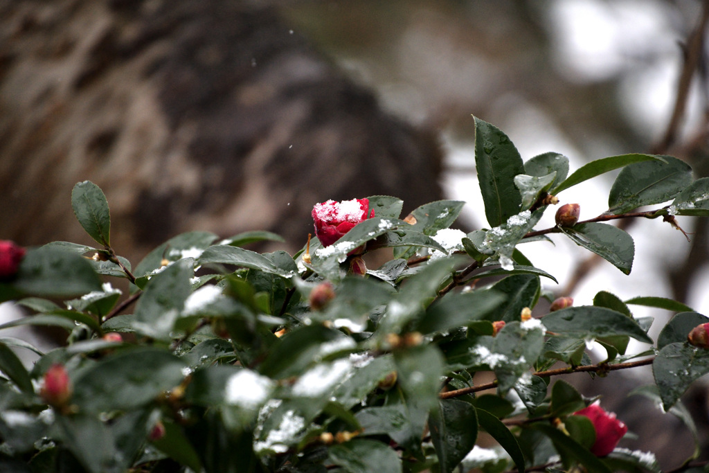 雪椿