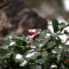雪椿
