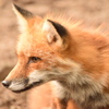 キツネ村３