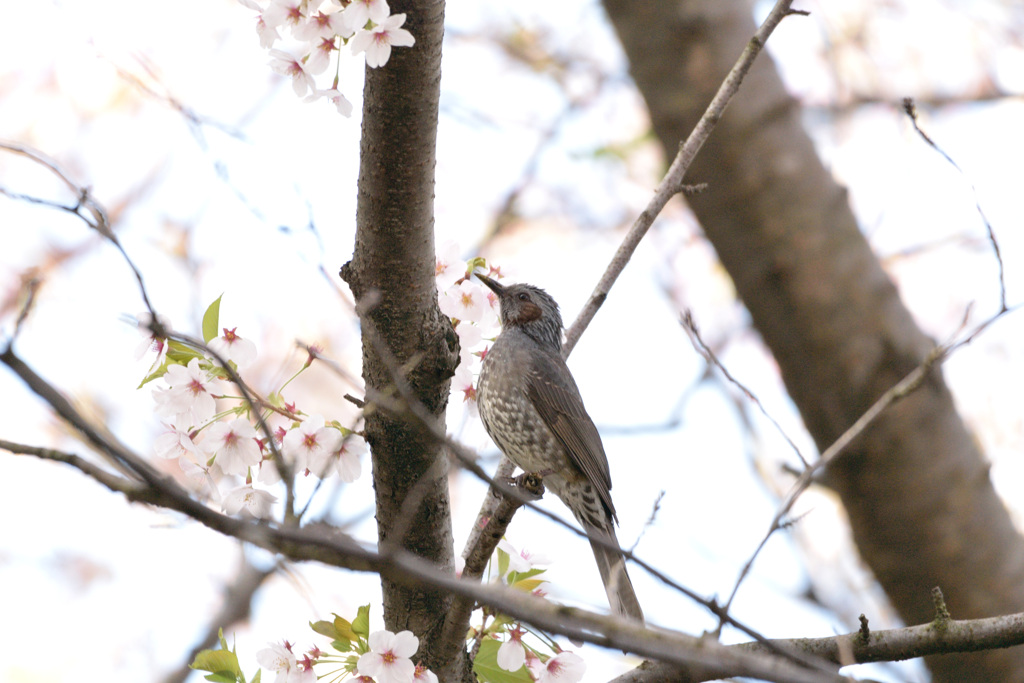 桜とヒヨドリ