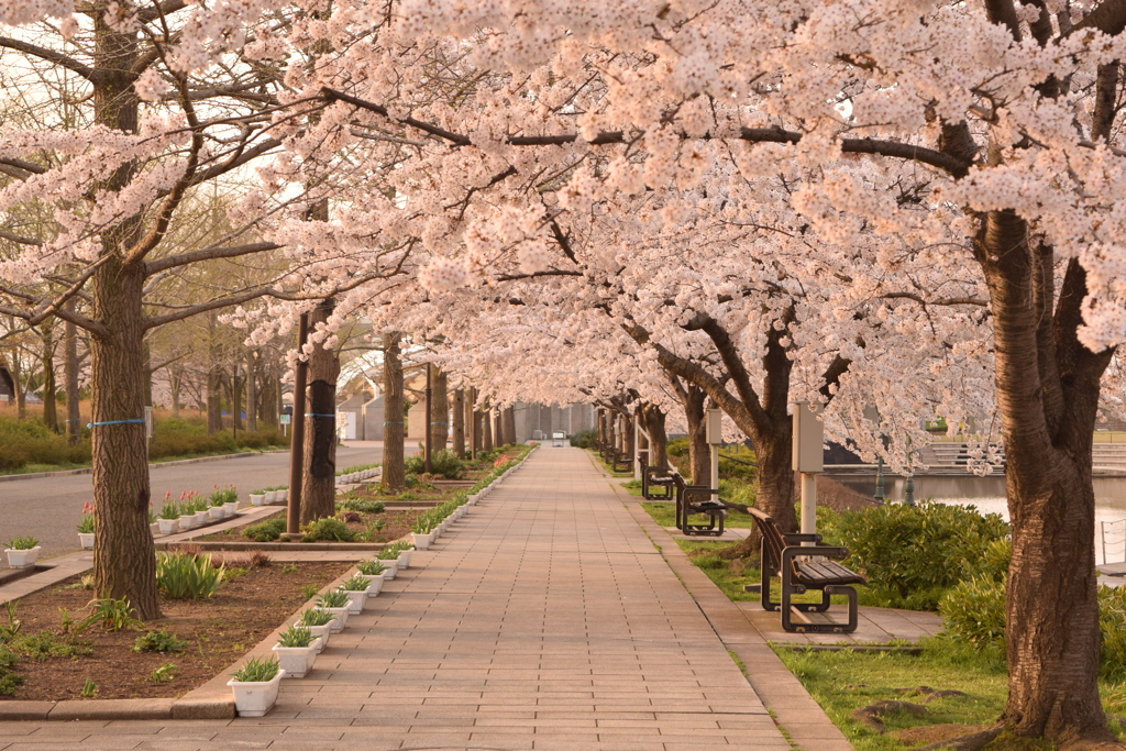 鳥屋野公園　明け方の桜