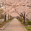 鳥屋野公園　明け方の桜
