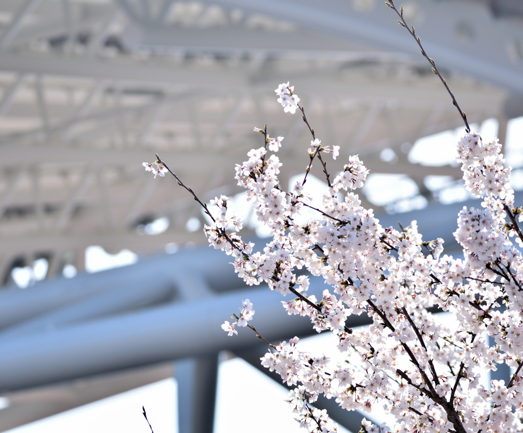 ビッグスワンの鉄骨と桜