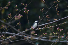 桜　待ちわびる四十雀