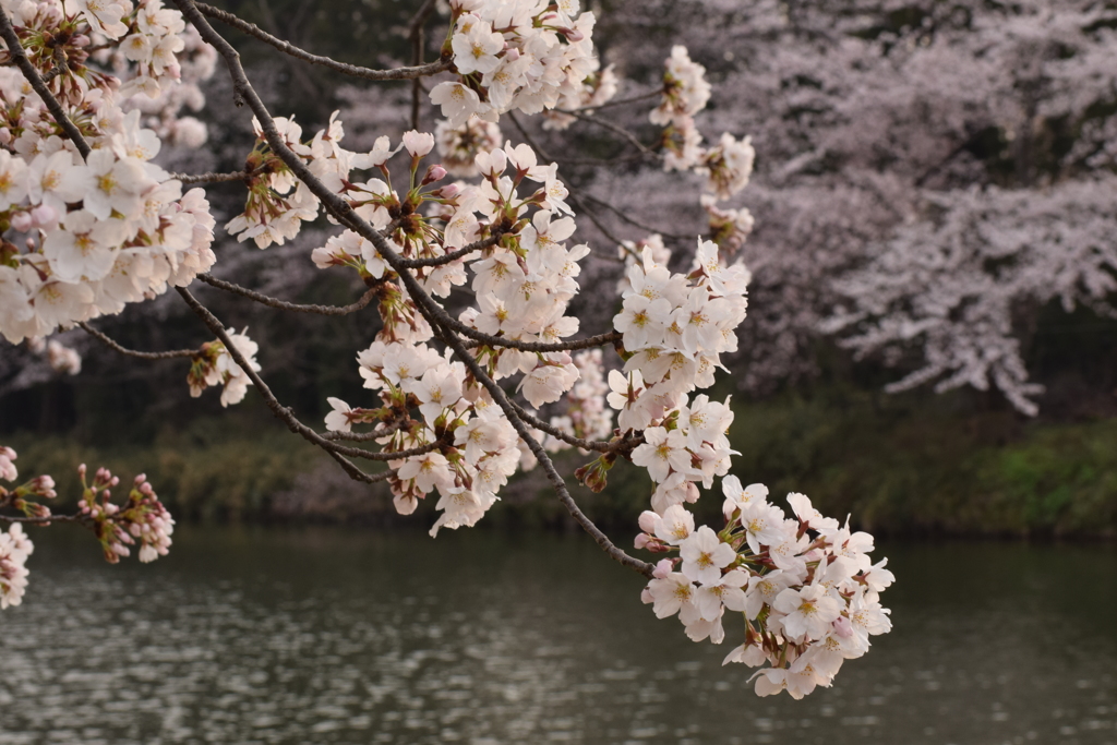 高田公園