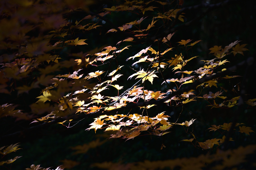紅葉　黄
