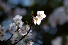 鳥屋野の桜３