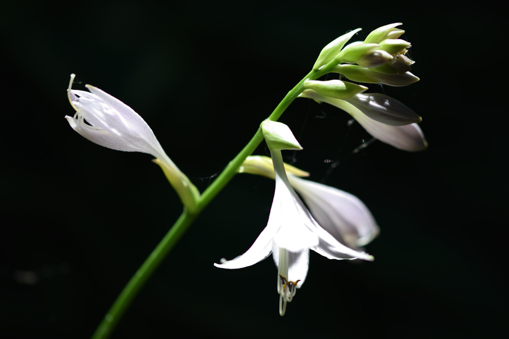 Single Focus Trial