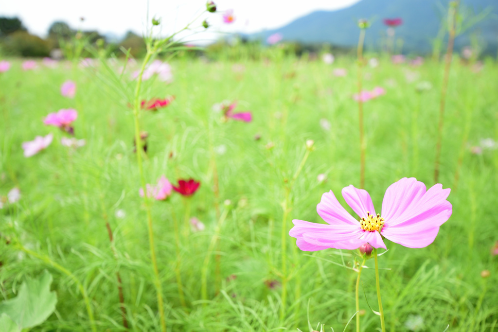 秋桜