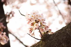 高田公園