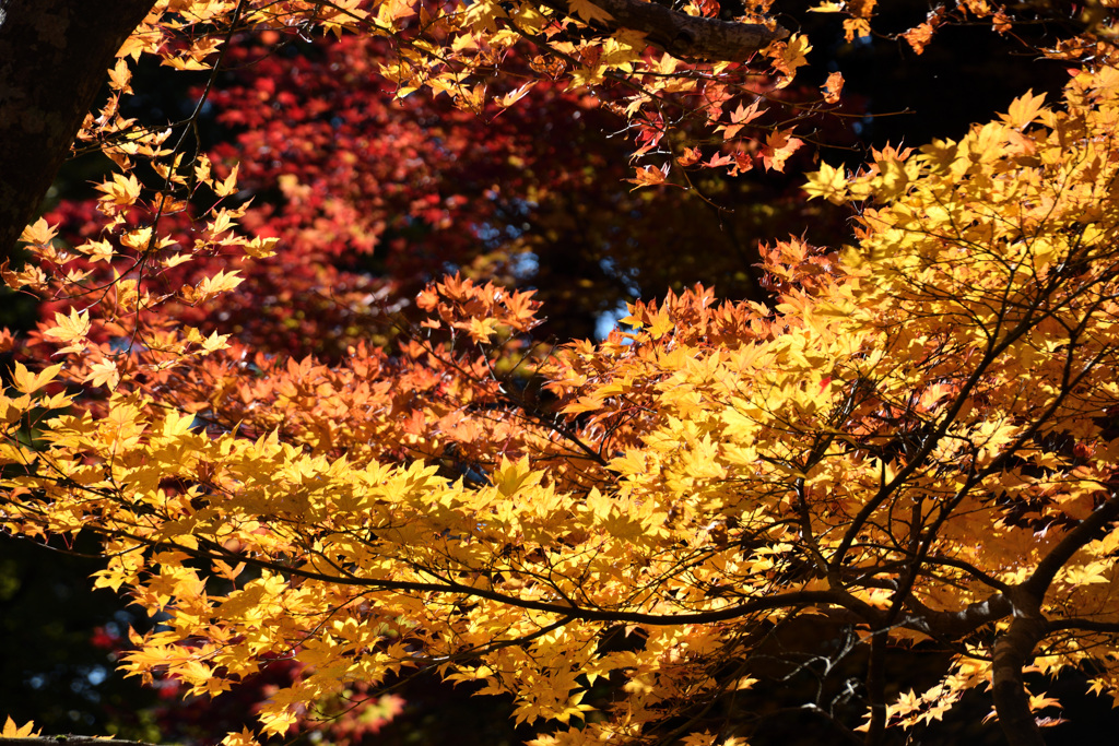 紅葉　黄