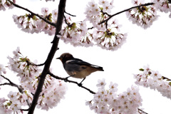 コムクドリの桜詣で