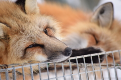 蔵王　キツネ村