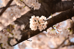 明け方の桜　鳥屋野5