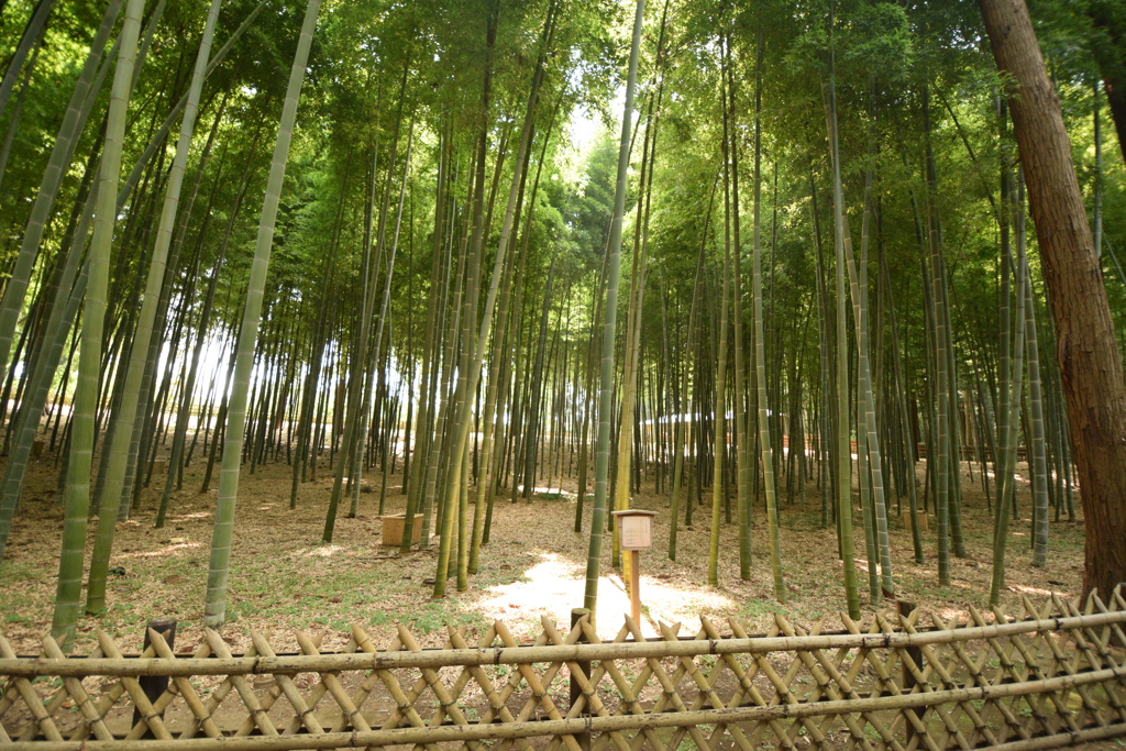 偕楽園　孟宗竹１ 