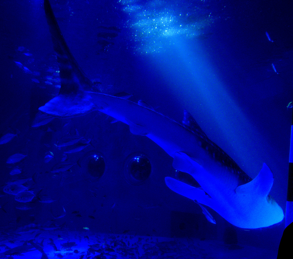 スポットライト