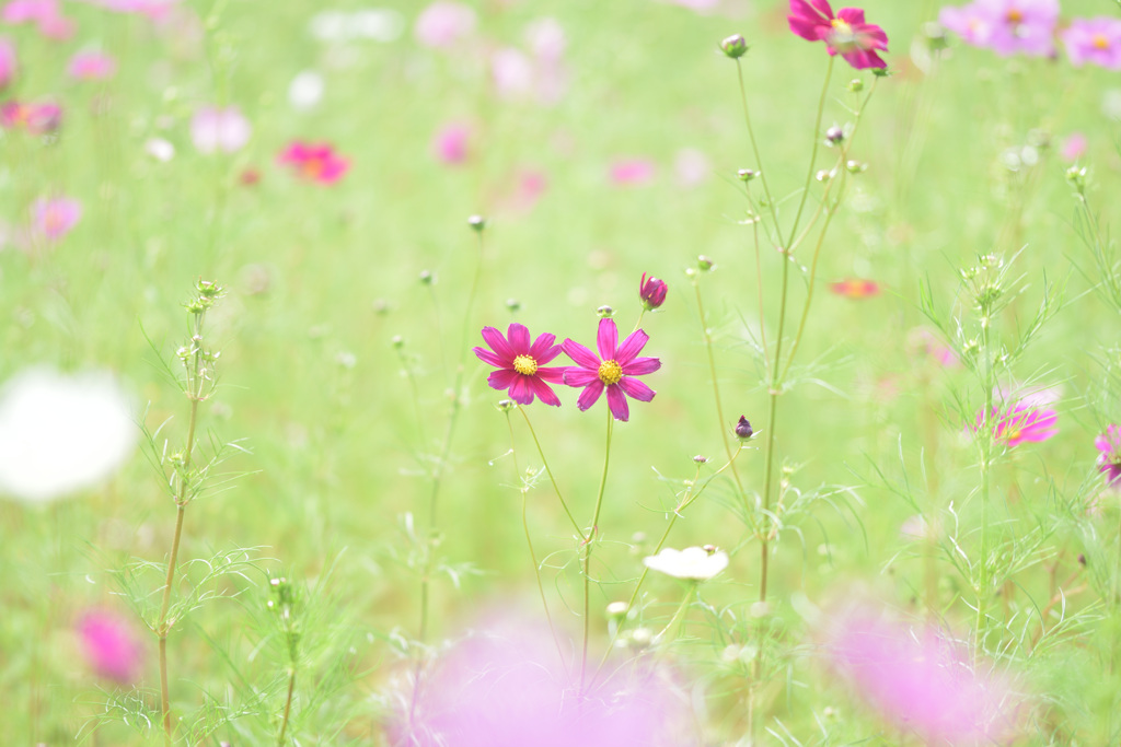 秋桜