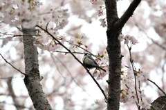 四十雀の桜詣で