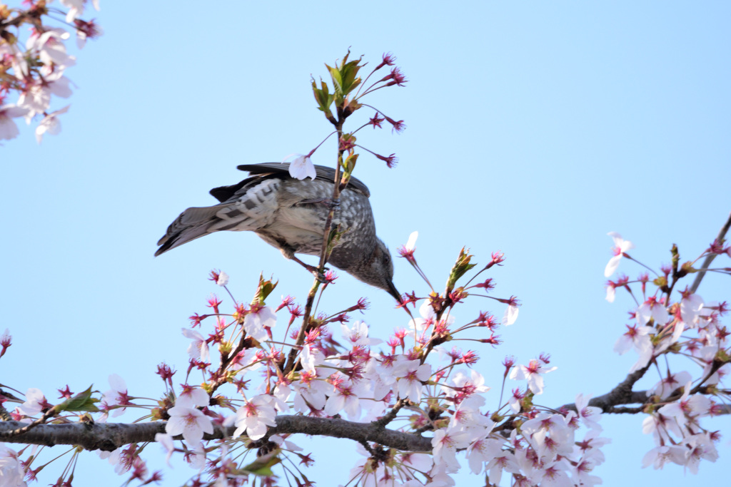 ヒヨドリの食餌