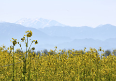 福島潟　菜の花