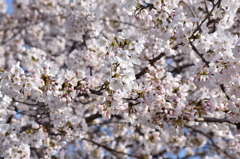 鳥屋野公園の桜　九部咲き