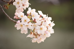 高田公園