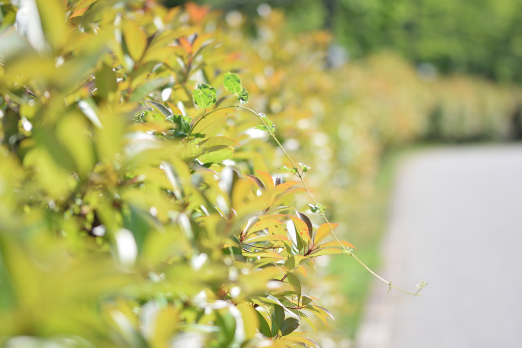 Single Focus Trial
