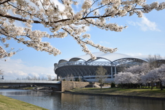 鳥屋野公園　散り始め