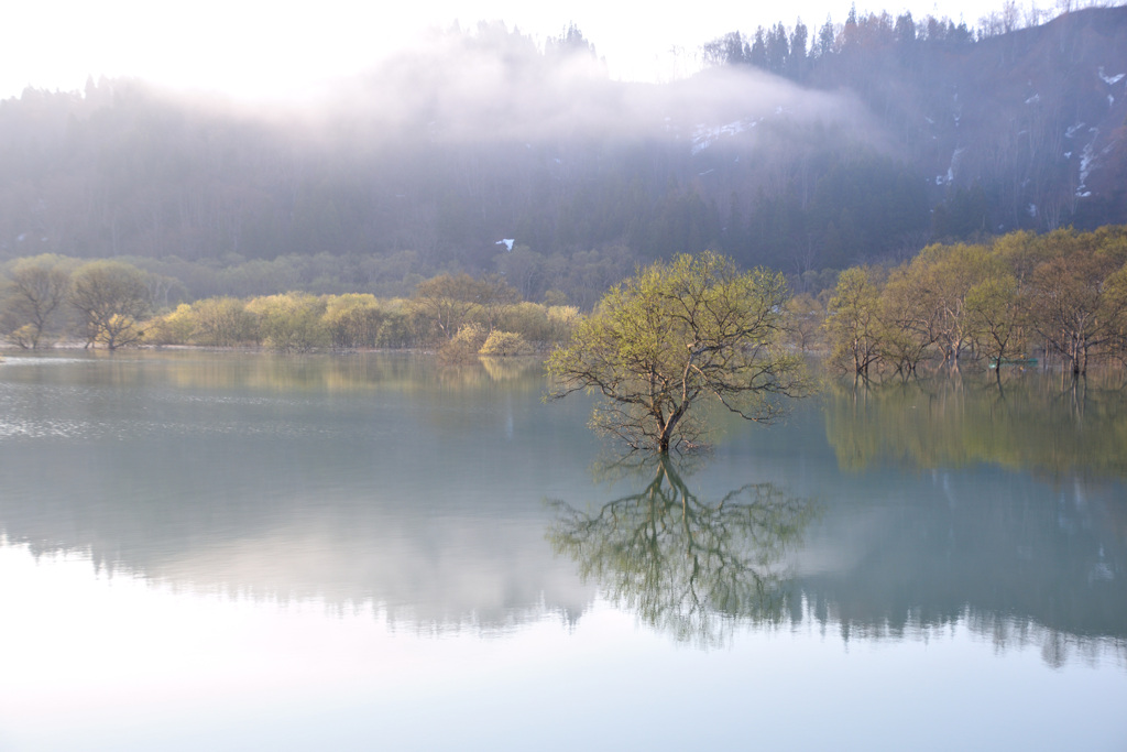 白川湖　水没林