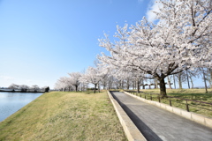 鳥屋野公園　散り始め