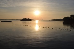 宮城松島　牡蠣