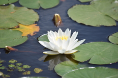 新潟植物園