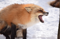 蔵王　キツネ村
