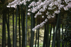 鳥屋野　桜と竹林