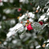 雪椿