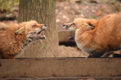 2015　キツネ村　秋