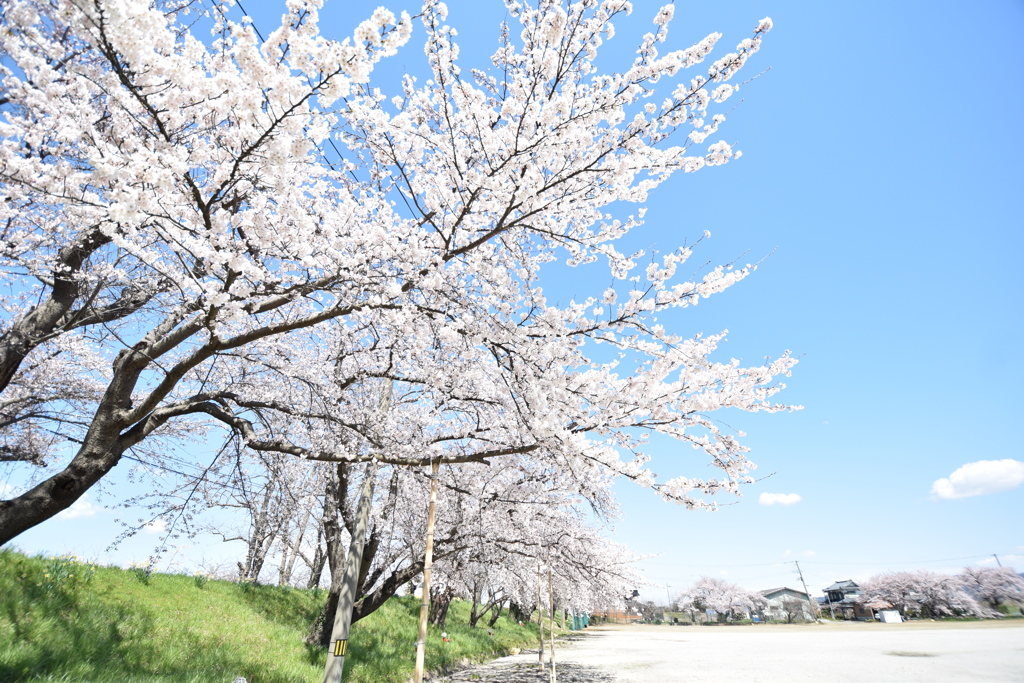 桜　加茂市