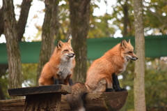 2015　キツネ村　秋
