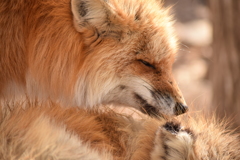キツネ村