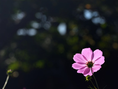 小春日和の秋桜
