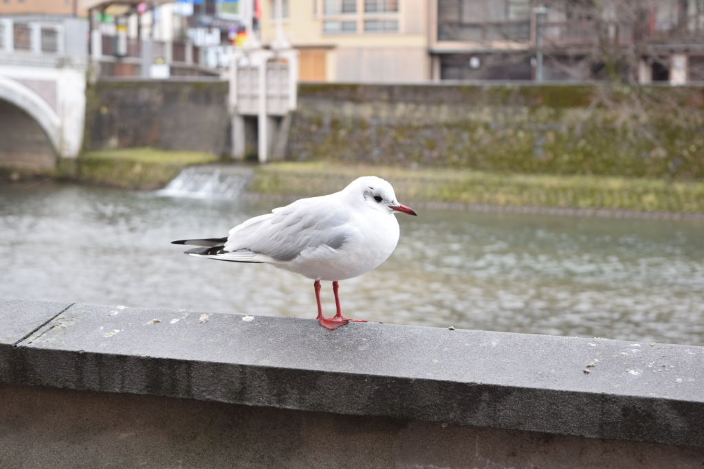 金沢　浅野川
