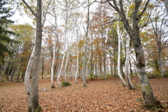 笹ヶ峰牧場