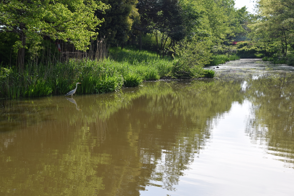 鳥屋野公園　アオサギのいる風景