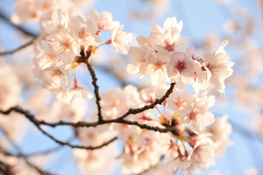 明け方の桜　鳥屋野１